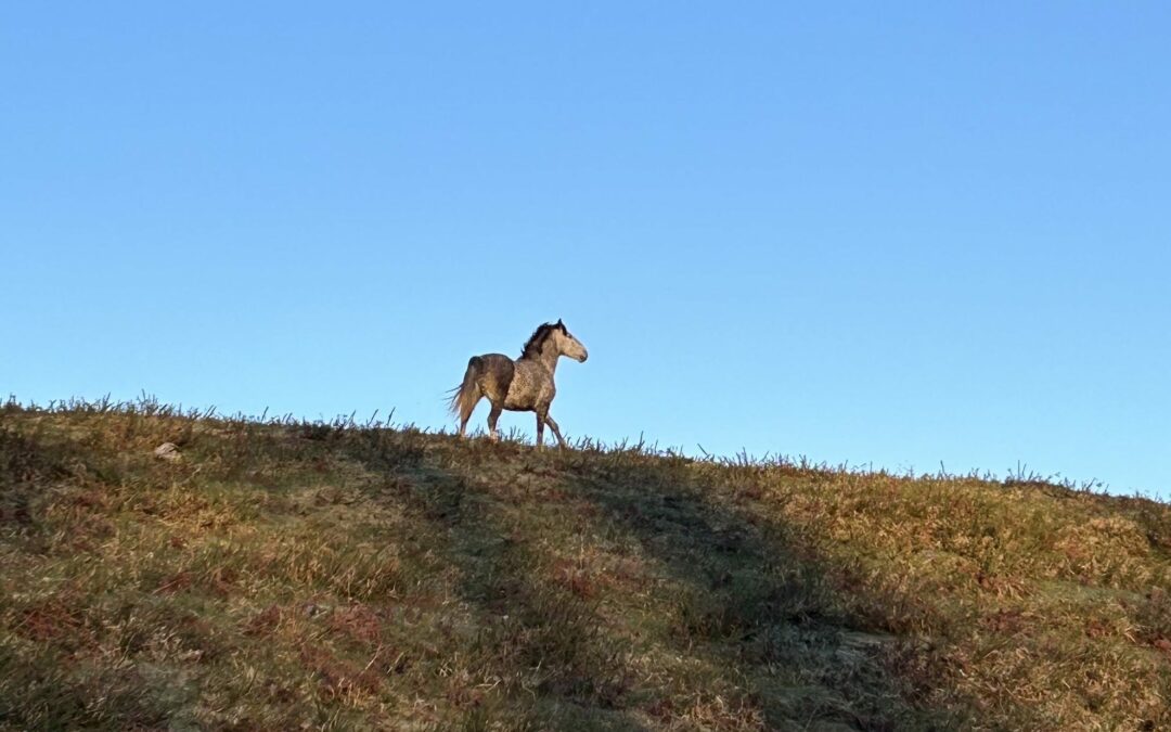 Cheval - Vallée d'Ossau