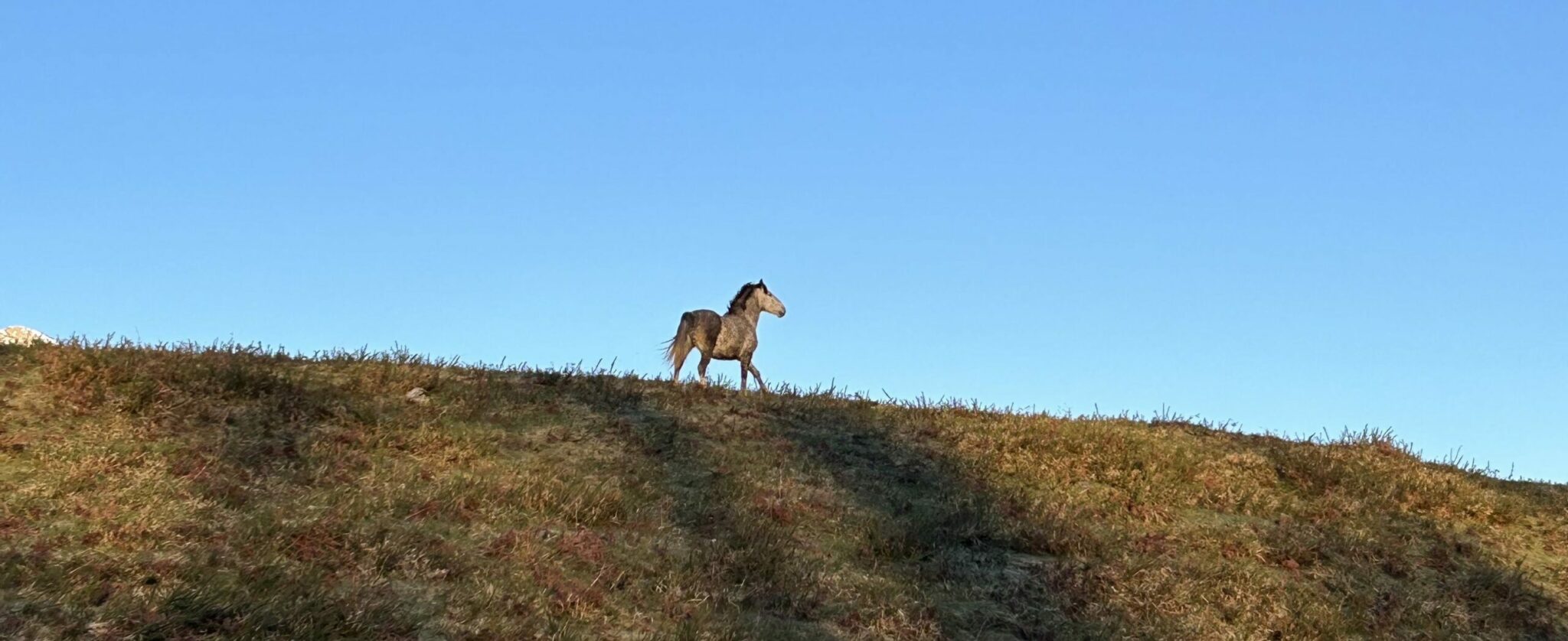 Cheval - Vallée d'Ossau