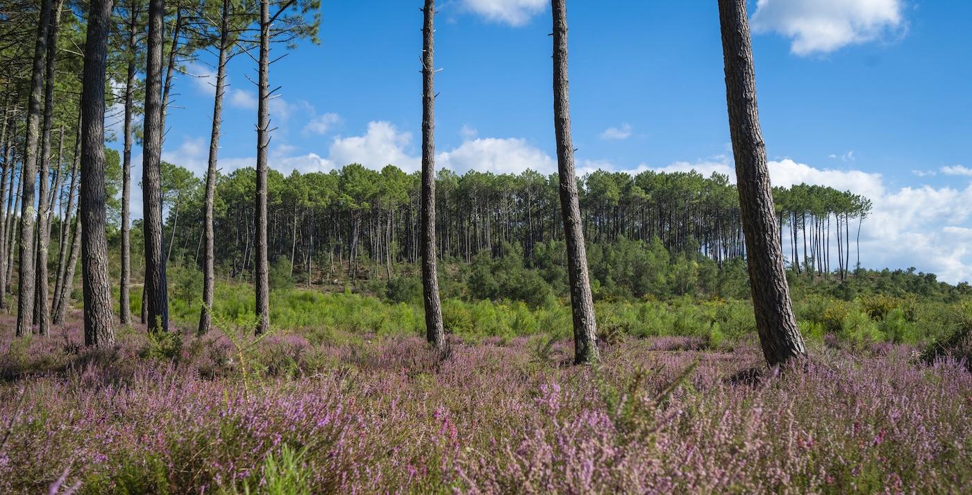 Forêt des Landes